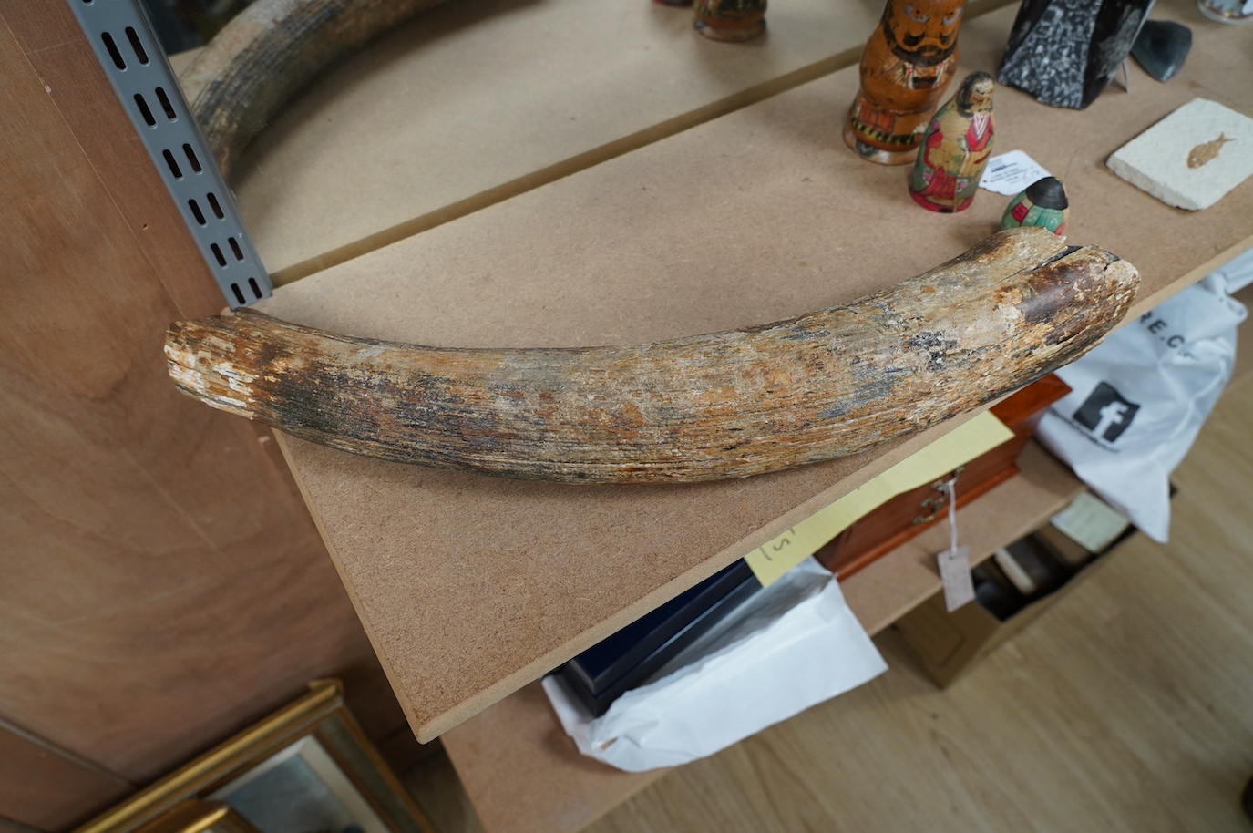 A section of prehistoric semi fossilised mammoth tusk, 52cm in length. Condition - fair to good antique condition